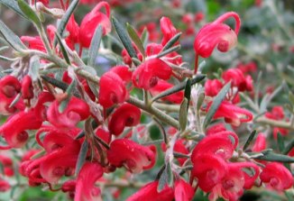 australian-red-shrub