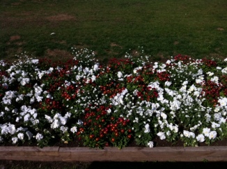 Stockolm flowers